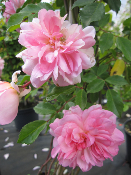 Rosa Francois Juranville